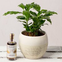 Image of Coffee Plant and Cocktail Gift